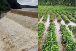 ಕೋಡಿ ಬಿದ್ದ ಮದಗದ ಕೆರೆ; ಹೊಲ - ಗದ್ದೆ, ಅಡಿಕೆ ತೋಟ ಜಲಾವೃತ