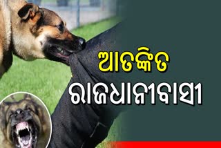 DOG TERROR INCREASE IN BHUBANESWAR