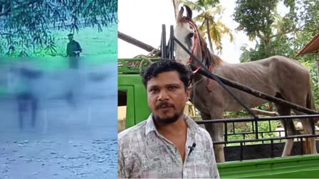 YOUTH ATTACK PREGNANT HORSE  PREGNANT HORSE ATTACKED IN KOLLAM  ഗർഭിണിയായ കുതിരയെ മർദിച്ചു  കുതിരയെ യുവാക്കൾ മർദിച്ചു