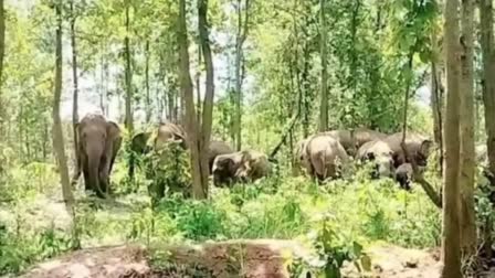 elderly-woman-was-crushed-to-death-by-elephants-in-khunti