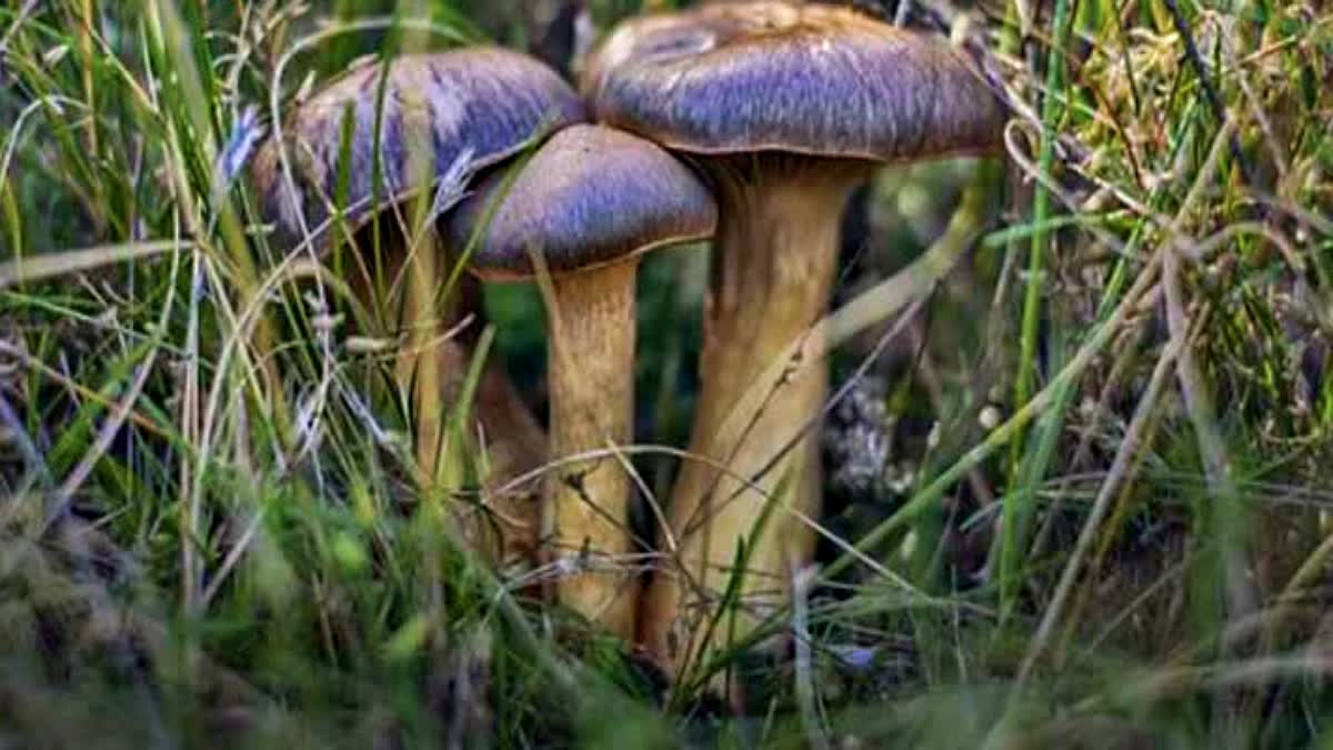 Woman dies after consuming wild mushrooms in Mandi