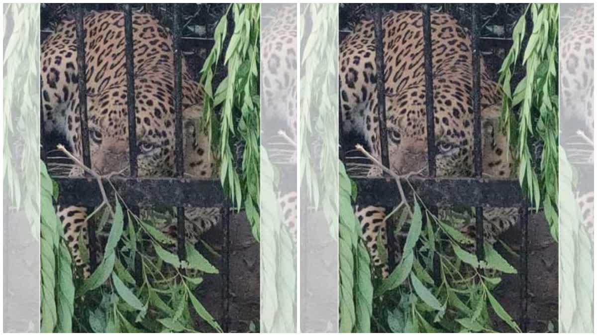 Tirumala Leopard