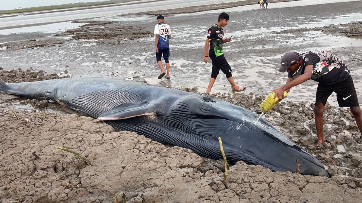 whale calf washes ashore in Gujarat's Surat