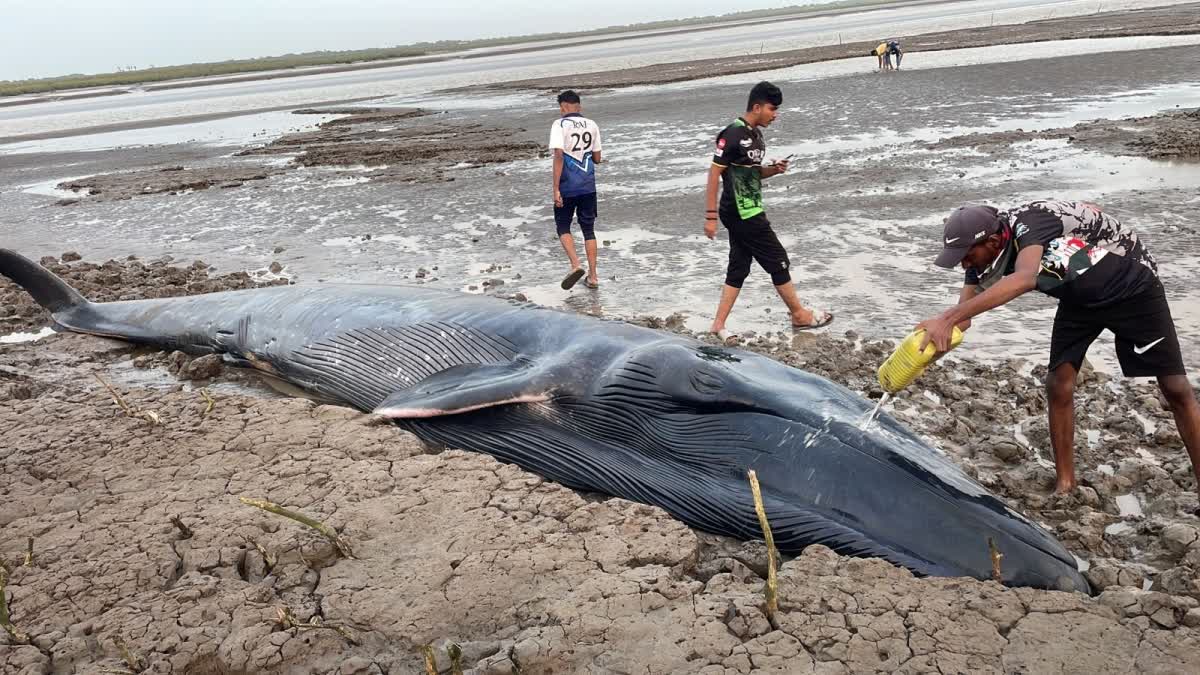 Baby Whale Stranded