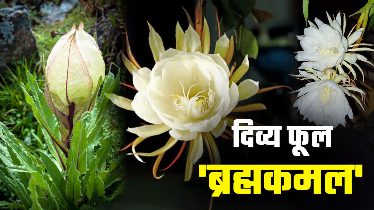 brahma kamal flower blossom in khandwa