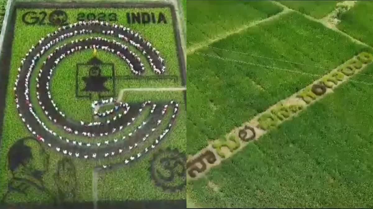 A farmer cultivating rice in different forms in Nizamabad