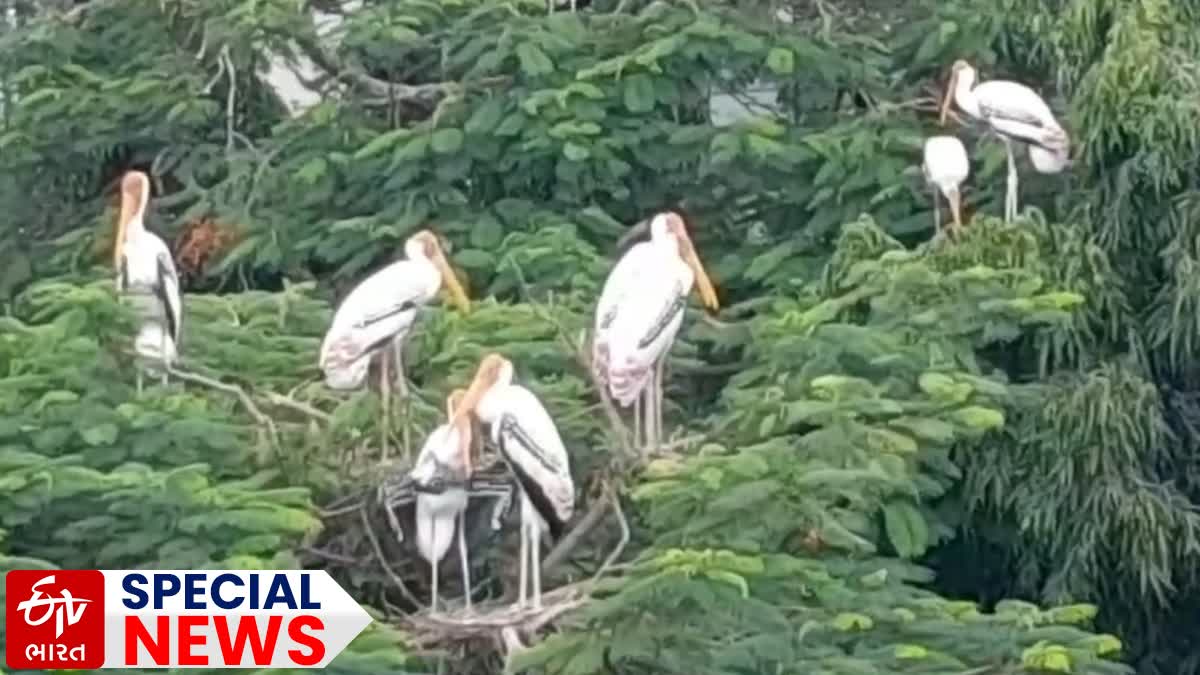 Painted Stork In Bhavnagar