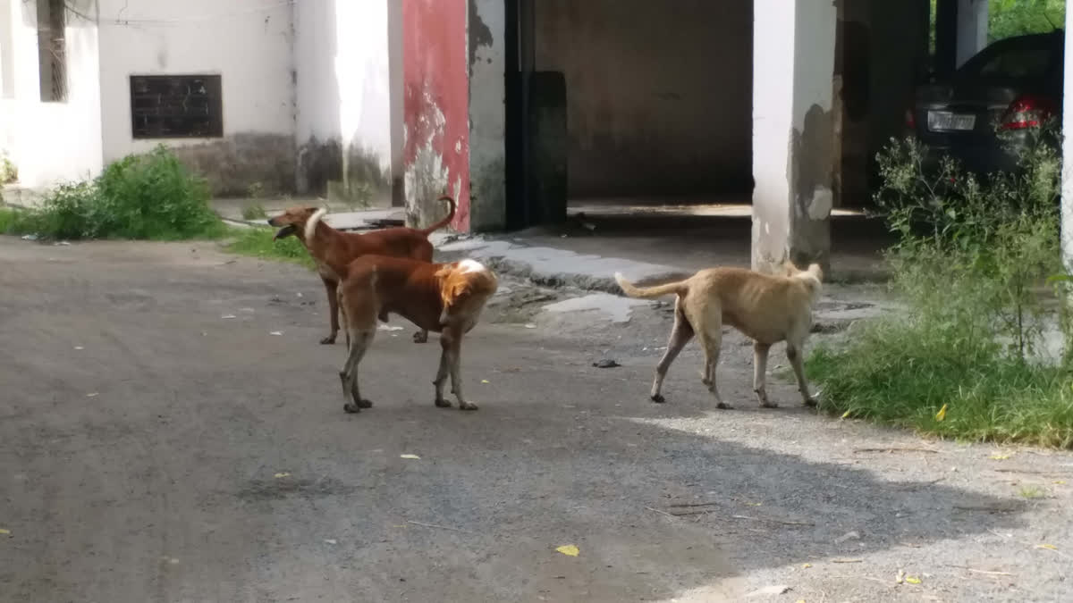 Street dog sterilization and vaccination campaign started in Palamu