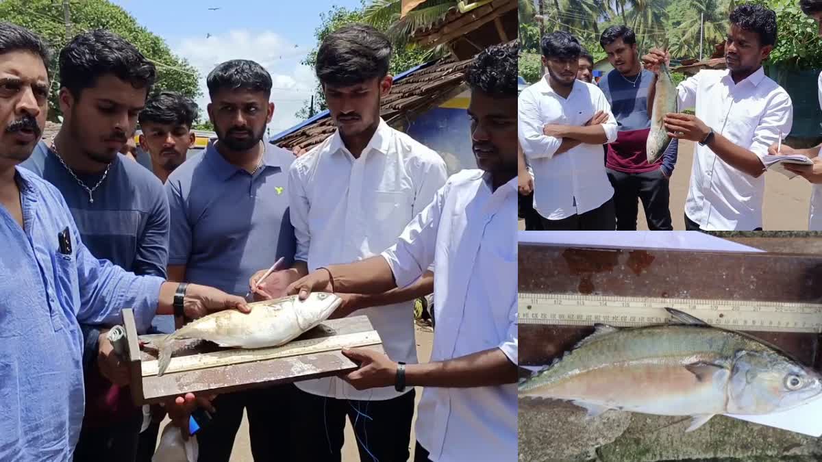 big-size-of-bangude-fish-found-in-karwar