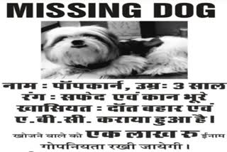 Missing pet dog in jaipur  jaipur woman announces rs 1 lakh for missing pet  missing pet dog  pet love  1 lakh reward for missing pet dog  jaipur women pet love  കാണാതായ നായയെ കണ്ടുപിടിക്കുന്നവർക്ക് ഒരു ലക്ഷം  നായയെ കണ്ടുപിടിച്ച് ഉടമസ്ഥ  നായ പരിശീലകൻ  വളർത്തുനായകളുടെ സ്‌നേഹം  ജയ്‌പൂരിലെ മാളവ്യ നഗർ  വളർത്തുനായയായ പോപ്കോണ്‍  വളർത്തുനായയെ കണ്ടെത്തി  ജയ്‌പൂർ  ജയ്‌പൂർ സ്വദേശി
