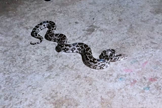 python crossing the road