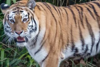 बांधवगढ़ टाइगर रिजर्व में एक और बाघ की मौत