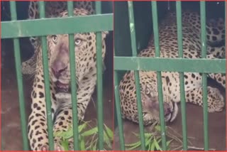 Another cheetah Caught at Tirumala Alipiri Footpath