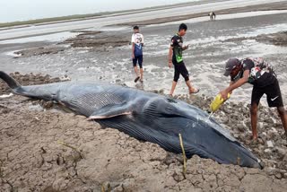 20 feet long whale fish found stranded on the beach of Olpad in Surat