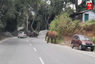 நெடுஞ்சாலையில் சுற்றித்திரிந்த ஒற்றைக் காட்டு யானை..