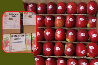 Adani Agro Fresh apples New rates