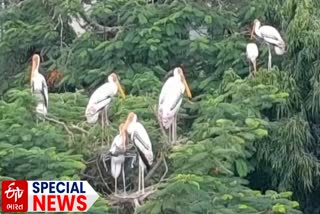 Painted Stork In Bhavnagar