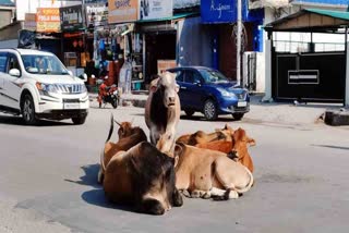 25 thousand stray cattle on the roads