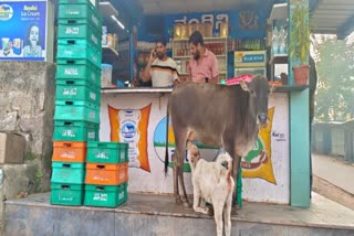 ಕರುವಿಗೆ ಹಾಲುಣಿಸುತ್ತಿರುವ ಹಸು