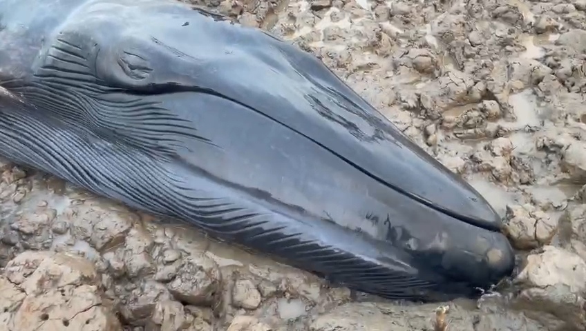 20 feet long whale fish found stranded on the beach of Olpad in Surat