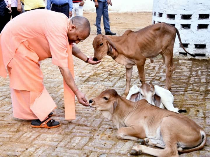 योगी सरकार ने निराश्रित गोवंश की देखभाल के लिए उठाए कदम