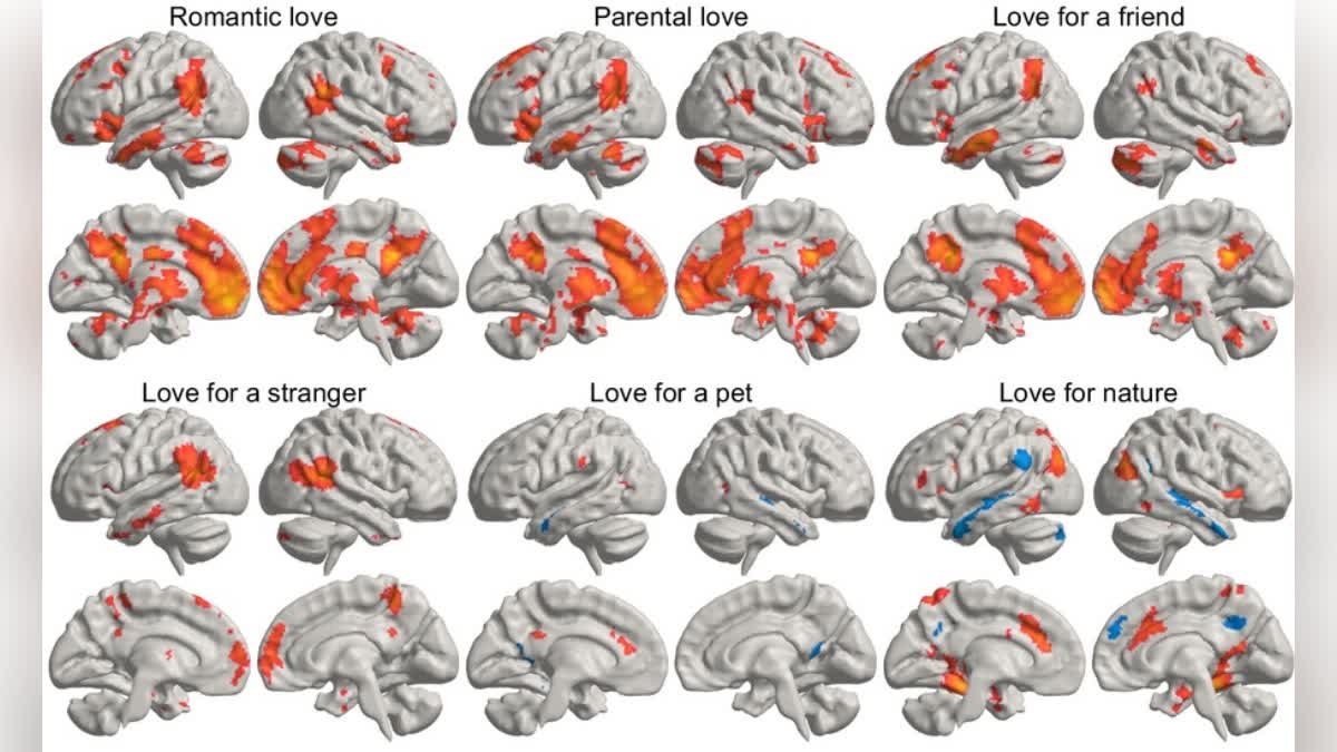 In which part of the brain does the feeling of love occur