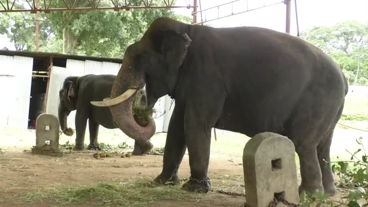 ಕ್ಯಾಪ್ಟನ್​ ಅಭಿಮನ್ಯುಗೆ ವಿಶೇಷ ಆರೈಕೆ