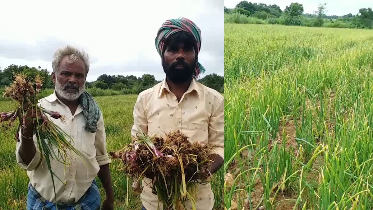 ಈರುಳ್ಳಿ ಬೆಳೆ ಹಾನಿ