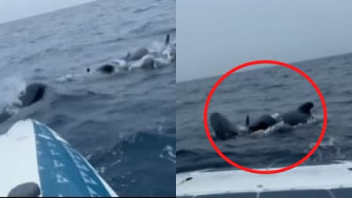 man on solo ocean row surrounded by dozens of whales for hours in surreal encounter