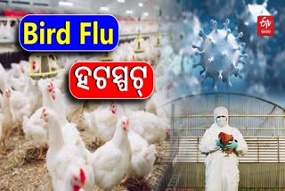 Bird flu Scare in Puri Pipili odisha