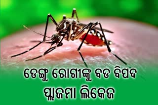 ଡେଙ୍ଗୁ ରୋଗୀଙ୍କୁ ଗୁରୁତର କରେ ପ୍ଲାଜମା ଲିକେଜ, ଏକ୍ସପର୍ଟ କରାଇଲେ ସତର୍କ