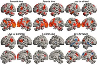 മസ്‌തിഷ്‌കം  STUDIES ON HUMAN BRAIN  LOVE AND BRAIN  സ്‌നേഹവും മസ്‌തിഷ്‌ക പ്രവർത്തനവും