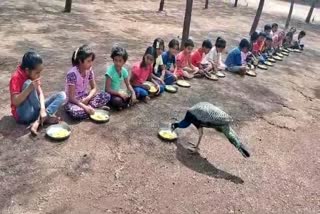 national-bird-peacock-ate-lunch-in-govt-school-at-vijayapura