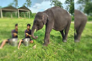 Forest Worker Saved a Calf