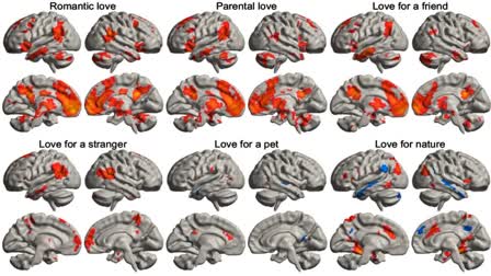 Love affects human brain