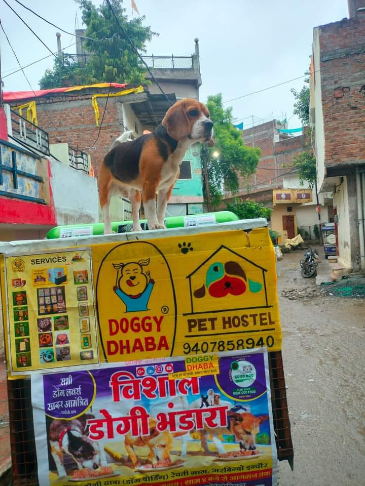 dog feast in Indore