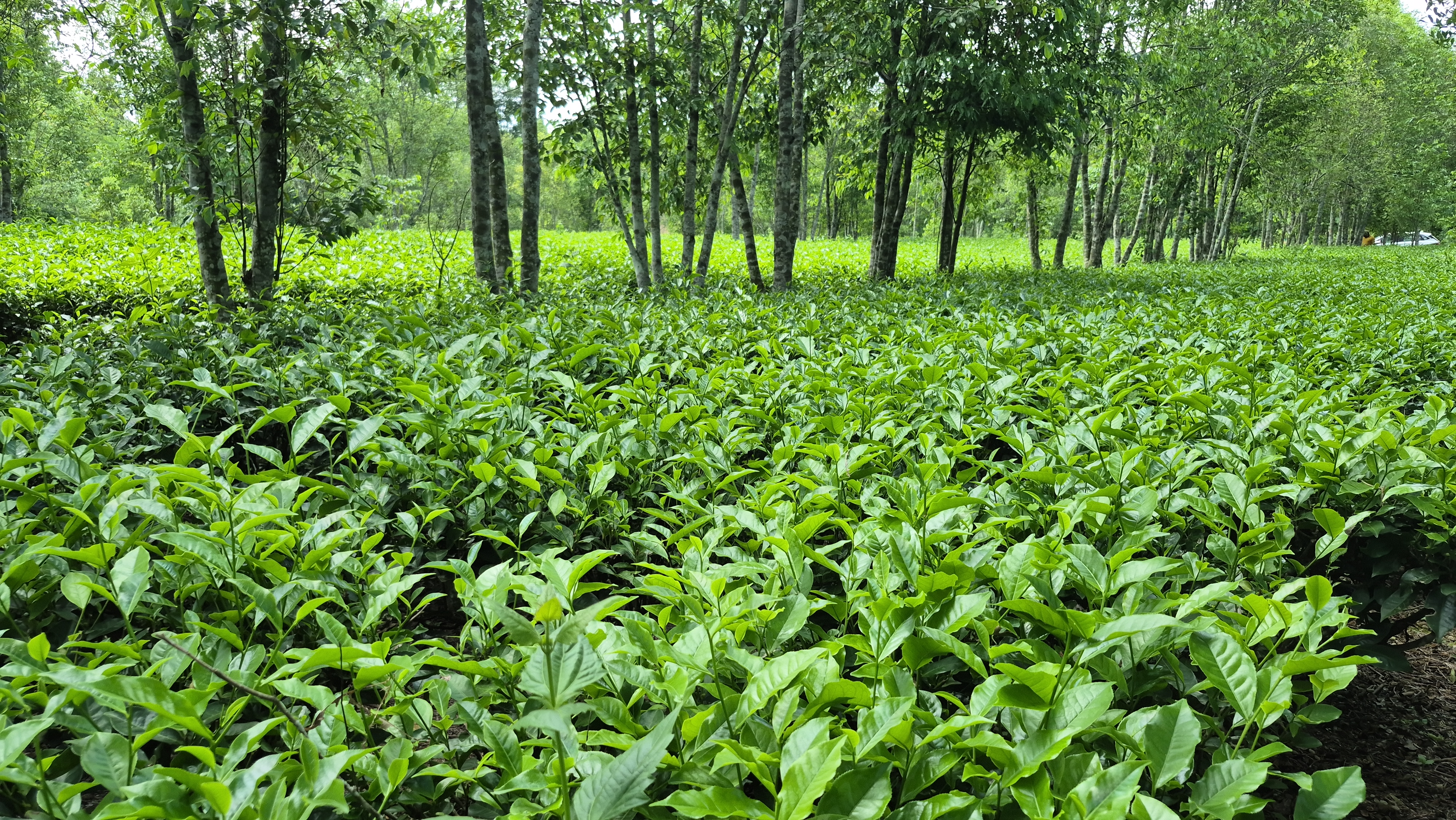 Assam tea garden