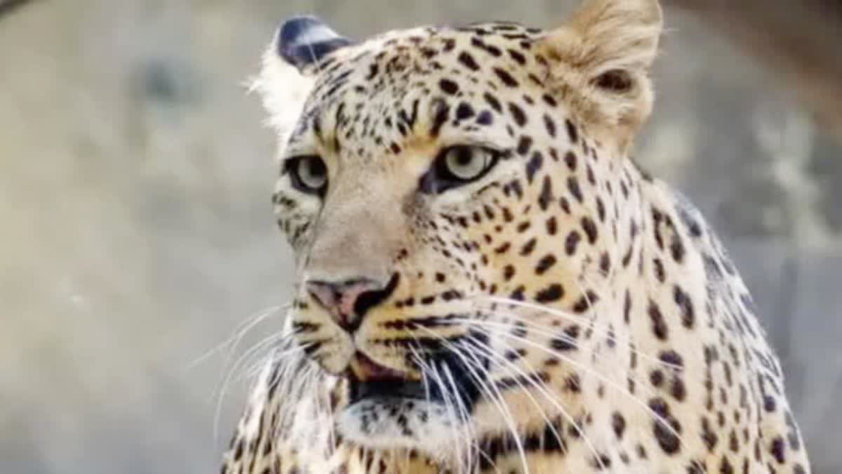 Injured leopard treated with laser therapy