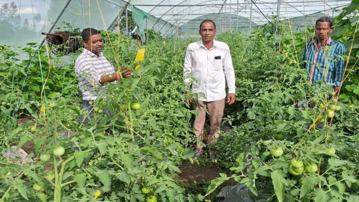 Use sticky traps to control pests in crops