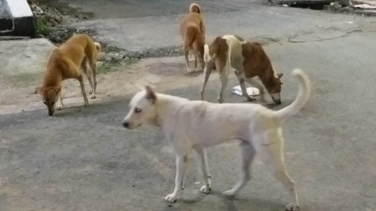 Terror Of Street Dogs