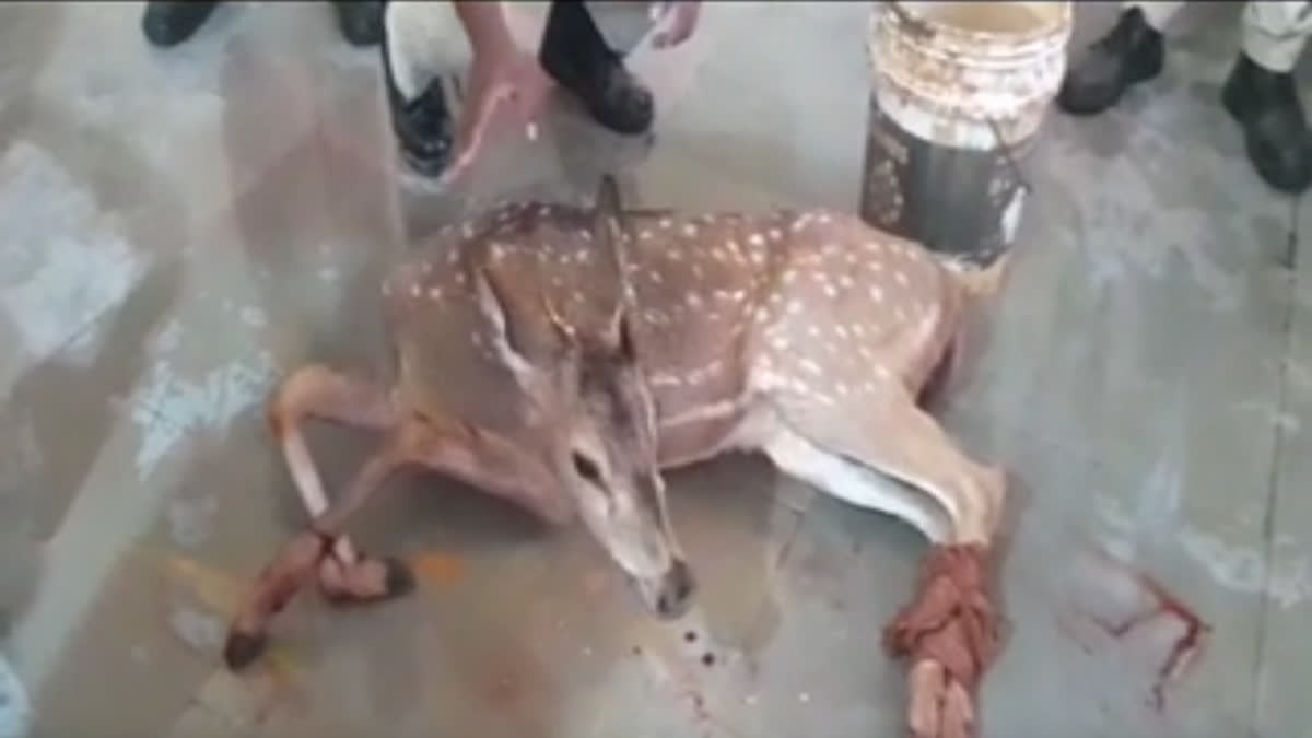 Karnataka: Deer enters police station after attacked by stray dogs in Mysuru