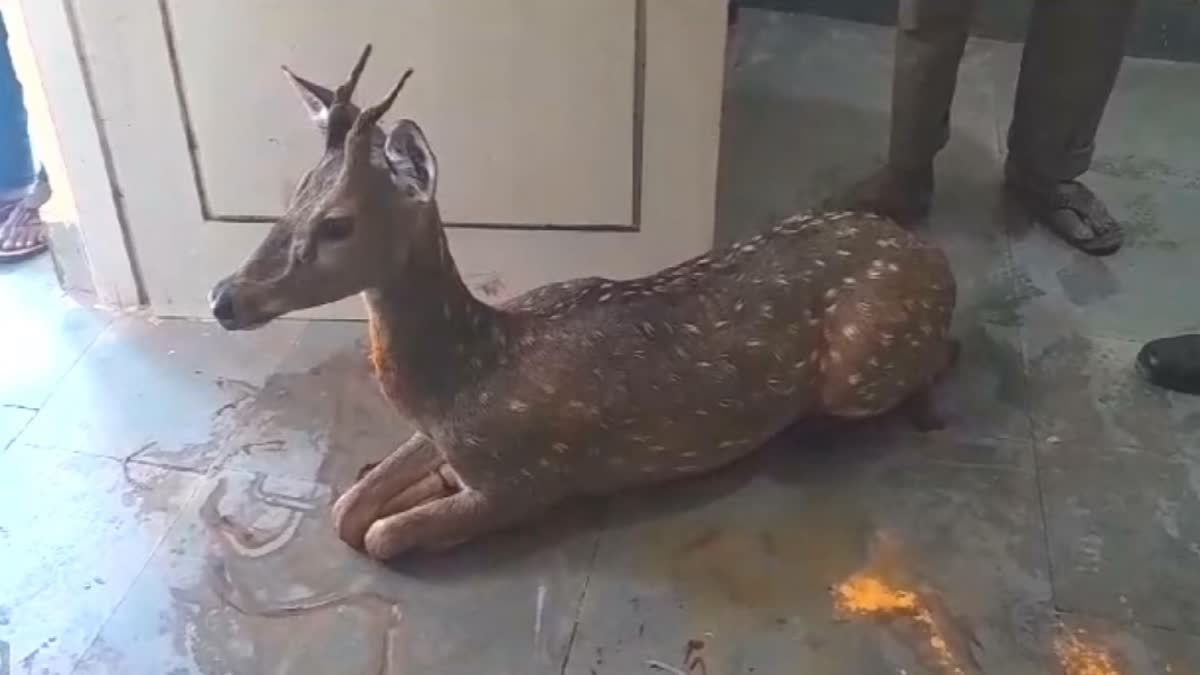 Deer Ran Into Police Station