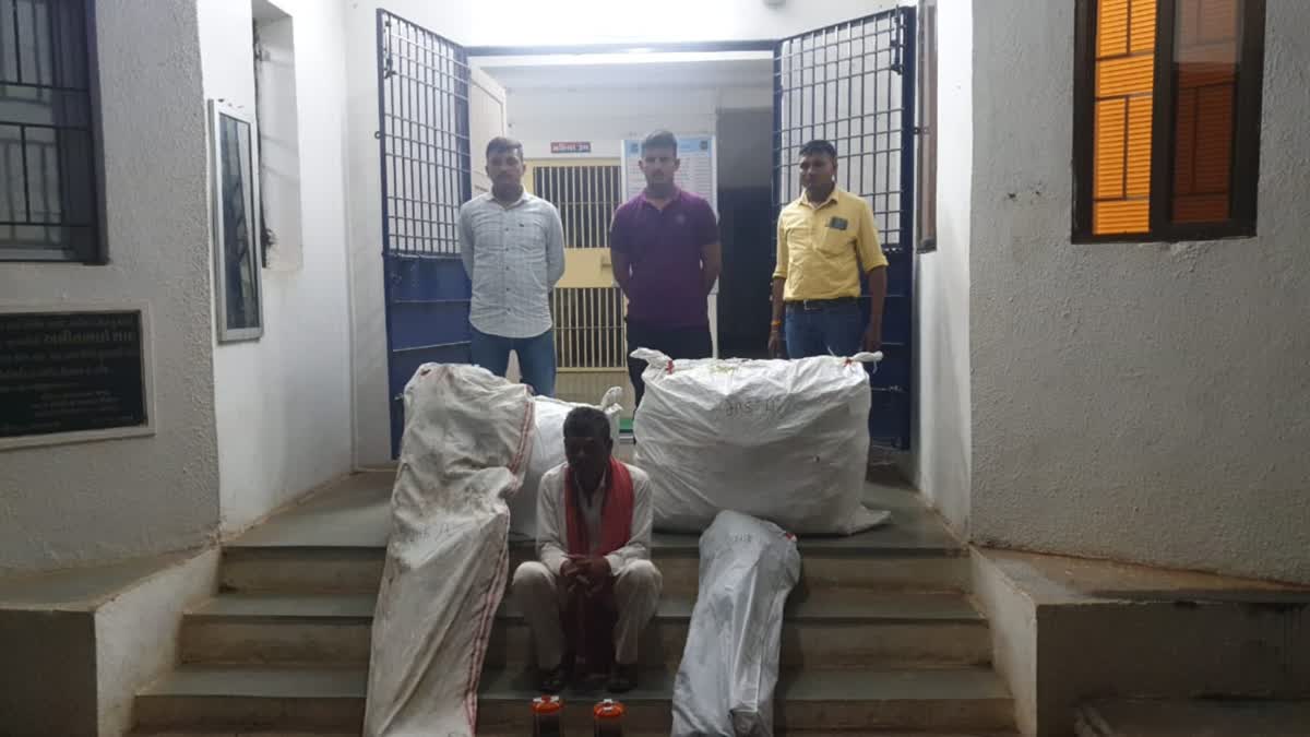 56-plants-of-ganja-grown-in-maize-field-seized-offense-registered-under-ndps-act