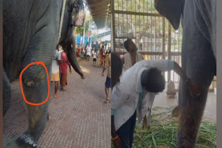 temple-elephant-deivanai-has-ticks-on-her-feet-veterinarian-doctors-check
