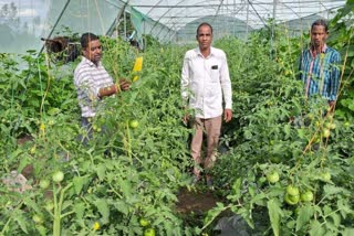 Use sticky traps to control pests in crops