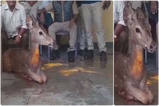 A DEER RAN INTO POLICE STATION AFTER ATTACKED BY STRAY DOGS IN KARNATAKA MYSORE