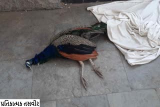 Gujarat Peacock Death