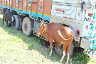 Illegal Cattle Smuggling