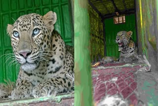 Surat Leopard Attack