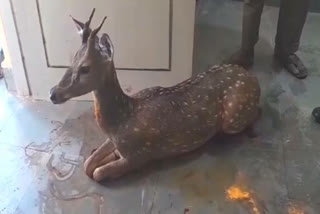 DEER RAN INTO POLICE STATION A DEER RAN INTO POLICE STATION AFTER ATTACKED BY STRAY DOGS IN KARNATAKA MYSORE